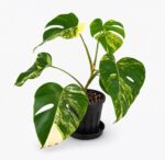 Yellow Variegated