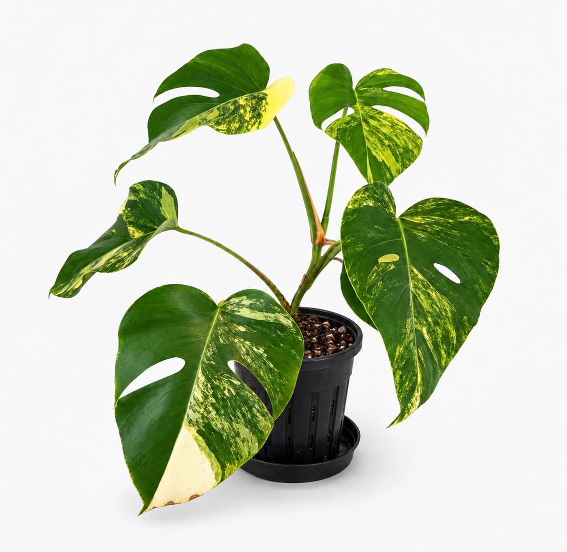 yellow-varoetd Yellow Variegated