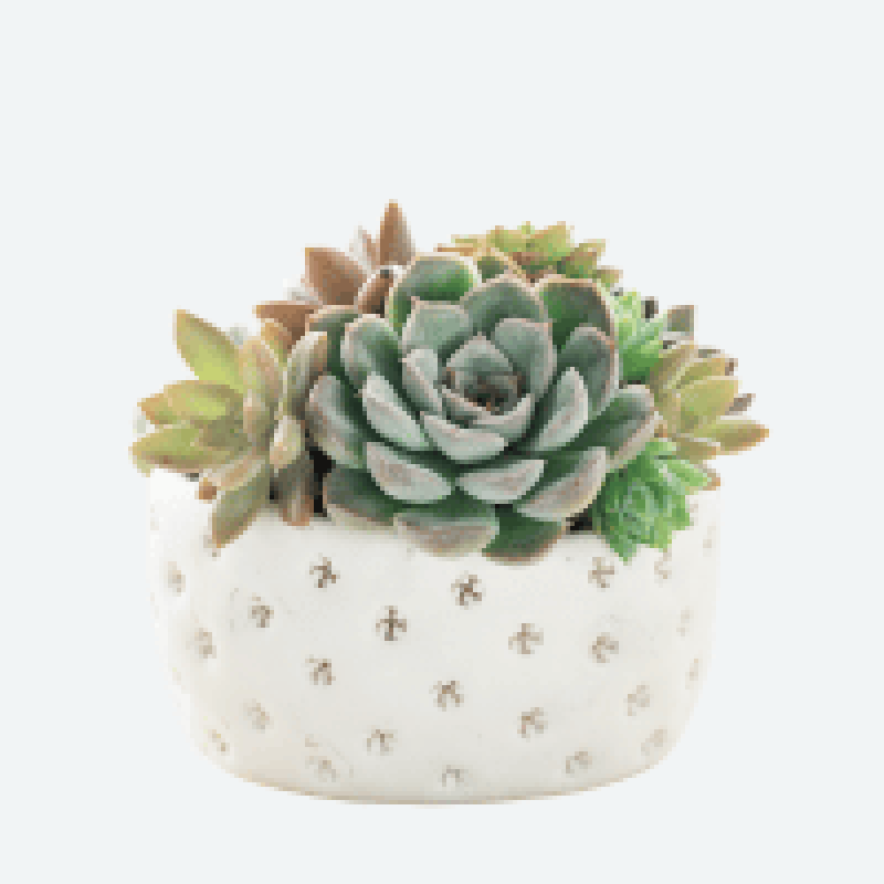 Succulents-Cacti.png
